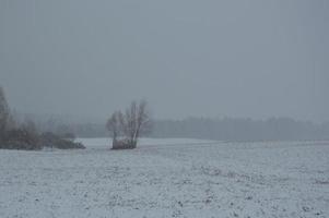 Panorama eines landwirtschaftlichen Feldes, das im Winter mit Schnee bedeckt ist foto