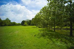 schönes grünes Gras im Park foto