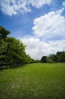 schönes grünes Gras im Park foto