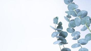 Eukalyptusblätter auf weißem Hintergrund. Blaugrüne Blätter auf Ästen für abstrakten natürlichen Hintergrund oder Poster