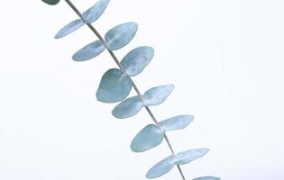 Eukalyptusblätter auf weißem Hintergrund. Blaugrüne Blätter auf Ästen für abstrakten natürlichen Hintergrund oder Poster