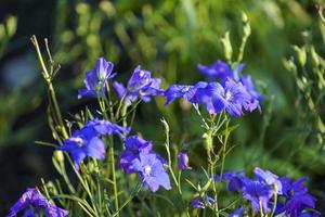 Naturlandschaft mit schönen blauen Blumen foto