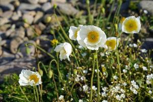 weiße Mohnblumen auf einem Hintergrund von Felsen und Gras. foto