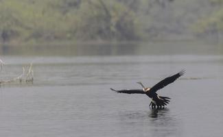 orientalischer darter oder indischer schlangenvogel, der über wasserkörper fliegt. foto