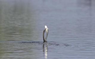 orientalischer darter oder indischer schlangenvogel, der fische am gewässer fängt. foto