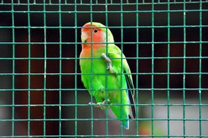 agapornis kleiner Vogel foto