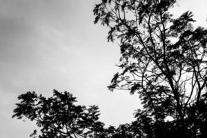 die Silhouette der Bäume foto
