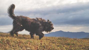 großer schäferhund bergamascoin einer wiese foto