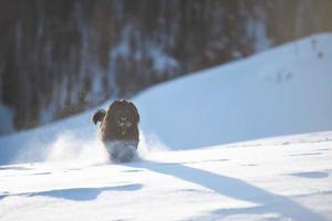 großer bergamo-schäferhund läuft im frischen schnee foto