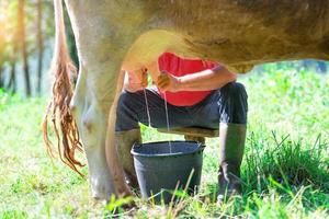 Ein Mann, der auf der Wiese eine Kuh melkt. im manuellen Modus foto