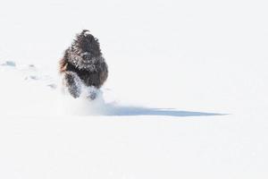 Bergamasco-Schäferhund, der im Schnee läuft foto