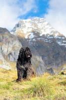 Bergamasco-Schäferhund verwechselt. in den Bergen im Herbst mit Schnee an der Spitze foto