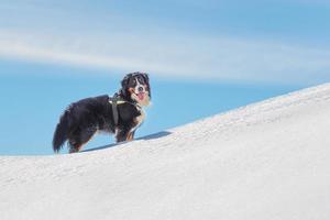 Hund Berner Sennenhund im Schnee in den Bergen foto
