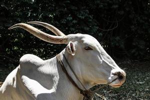 weißer Stier im Leerlauf in der Wildnis foto