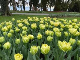 Gelb Pfingstrosenblüte doppelt früh Tulpen , Blume Garten im Schweiz. foto