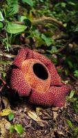 das größte reflesia arnoldii Blume, Verlosung arnoldii ist einer von das Selten Flora im Indonesien. diese Blume hat ein unverwechselbar Foul Geruch welche ist nützlich im das Bestäubung Verfahren. foto