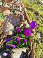 frühlingshintergrund mit blühenden lila krokussen im zeitigen frühling. Herbst alte Blätter. Crocus Iridaceae Irisfamilie, Bannerbild. foto