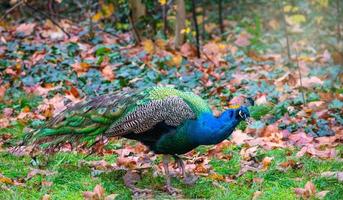 Pfau auf Gras und trockenen Blättern foto