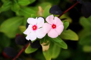 zwei weiße sanfte Blumen mit grünen Blättern. foto