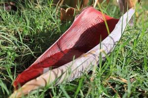 trockenes Bananenblatt mit Wasser liegt auf Gras. foto