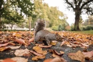 Eichhörnchen auf der Suche nach Nahrung in trockenen Blättern foto