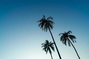 Kokospalme mit schönem Himmel foto