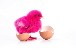 süßes rosafarbenes kleines huhn mit gebrochenem ei, hühnerkonzept foto