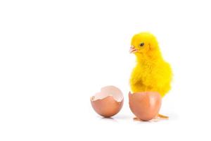 süßes gelbes kleines huhn mit gebrochenem ei, hühnerkonzept foto