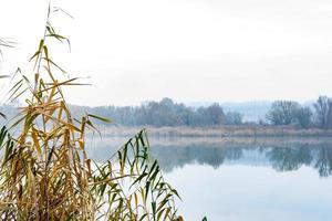 Herbst vergilbte Schilfhalme vor dem Hintergrund eines nebligen Morgenflusses foto