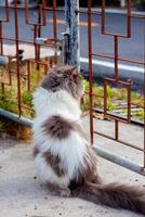 thront Munchkin Katze auf Beton Fußboden foto