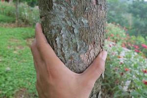 Hand, die einen Baumstamm hält foto