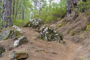 dichter, schöner wald auf der insel teneriffa. foto