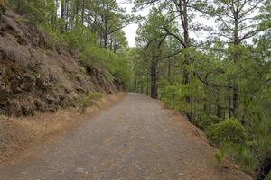 dichter, schöner wald auf der insel teneriffa. foto