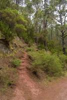 dichter Wald auf der Insel Teneriffa. foto