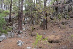 dichter, schöner wald auf der insel teneriffa. foto