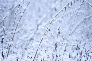 wald bäume natur schnee wald hintergründe. foto