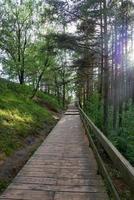 Holzböden entlang des Waldes an einem Sommertag. foto