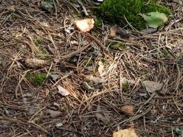 kleiner Frosch in Tannennadeln mit Blättern foto