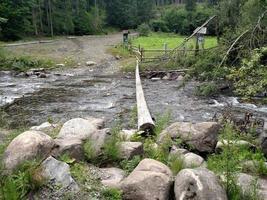 Baum durch Bergfluss im Waldschutzgebiet foto