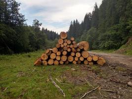 Fichtenstämme werden geerntet und für den Transport im Karpatenwald vorbereitet. Kiefernstämme gefällte Holzindustrielandschaft mit großem Holzstapel foto
