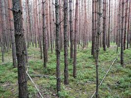 dunkler Waldhintergrund. ukrainische Waldbäume. foto