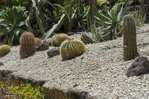 Kaktuspflanze verlässt Muster. grüne Blätter. natürlichen Hintergrund. foto
