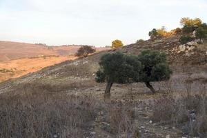 Landschaft von Zypern in der Nähe der Avakas-Schlucht. wilde Natur foto