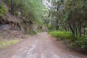 dichter Wald auf der Insel Teneriffa. foto