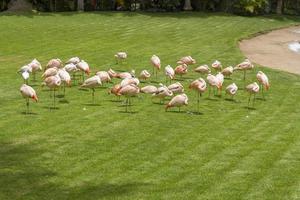 Rosa Flamingos im Zoo auf der Insel Teneriffa. foto