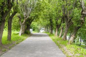 asphaltierte Straßen zwischen Bäumen und grünem Gras, leere Straßen im Dorfbereich mit Sträuchern und Bäumen an der Seite foto