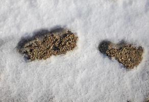 Fußspuren im Schnee foto