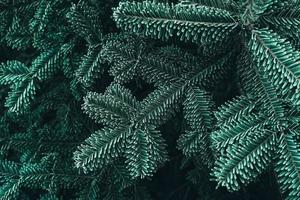 gefrorene Weihnachtsbäume. Grüne Tannenzweige sind mit Raureif bedeckt. winter- und weihnachtshintergrund foto