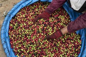 Hintergrund der Kaffeefarm foto