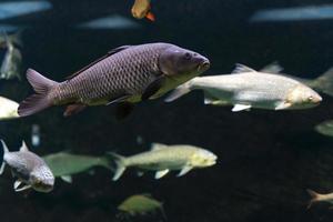 Grauer Flussfisch schwimmt im Wasser eines großen Aquariums. Nahansicht. Unterwasserwelt. foto